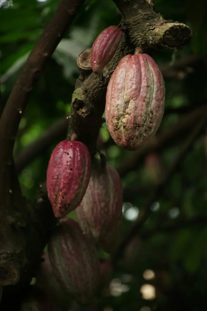 Cacao Smart-Farm, San Marcos, Sucre